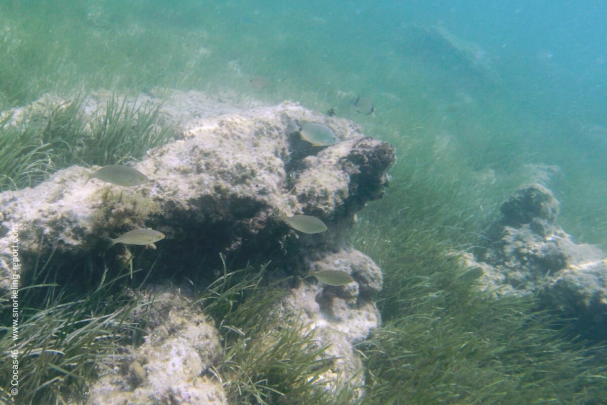 Posidonia meadows in Djerba