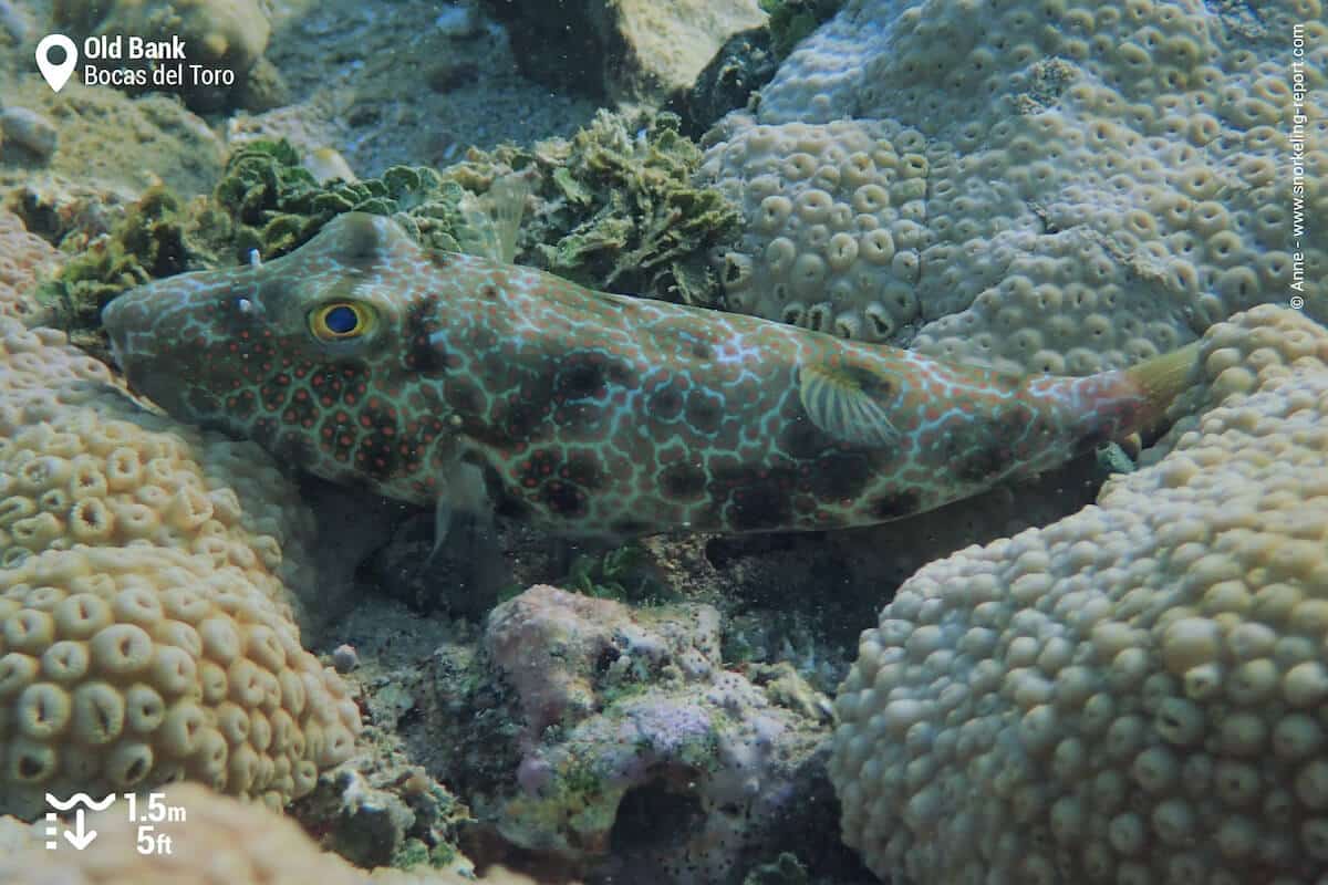 Pufferfish at Old Bank