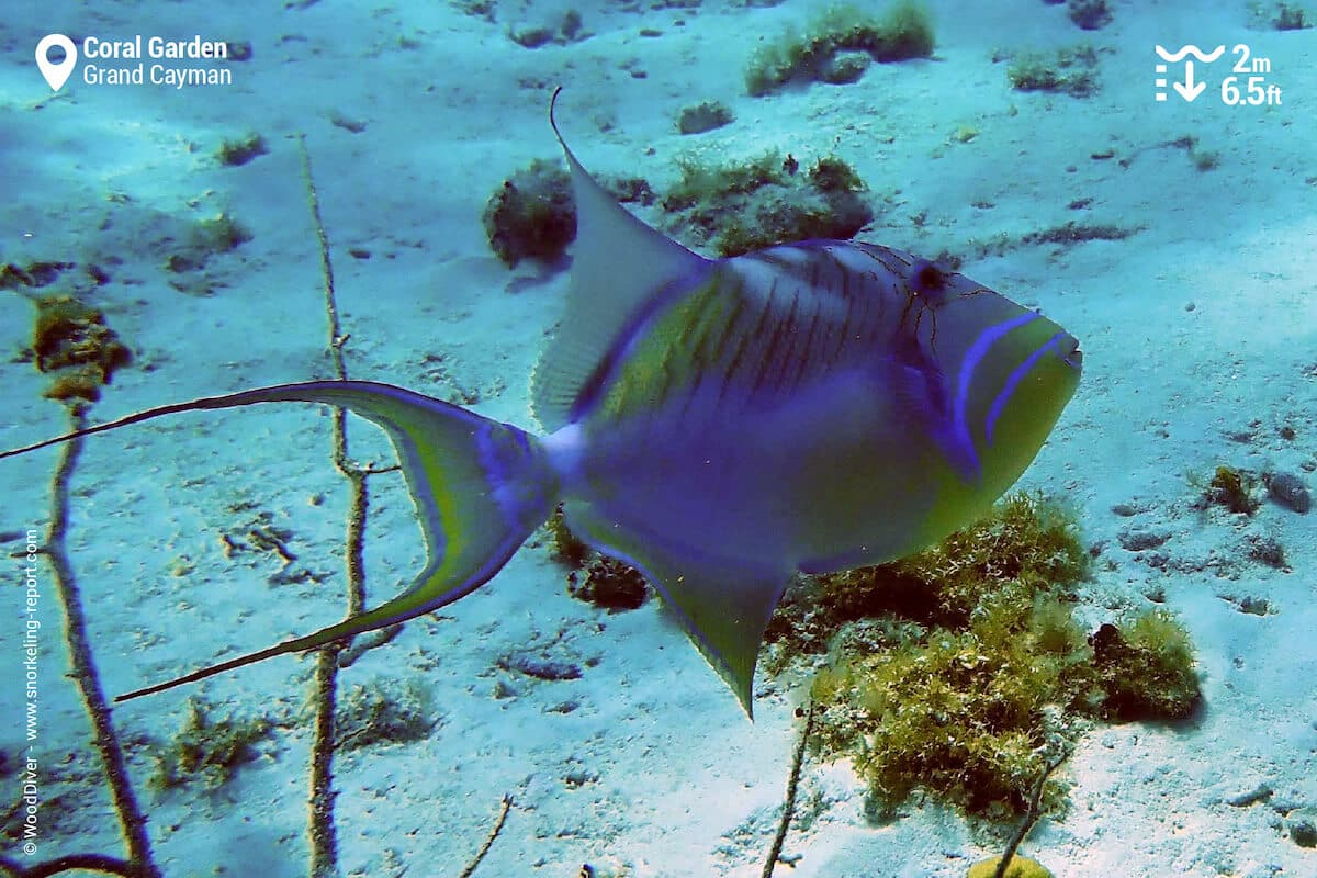 Queen triggerfish at the Coral Garden, Grand Cayman