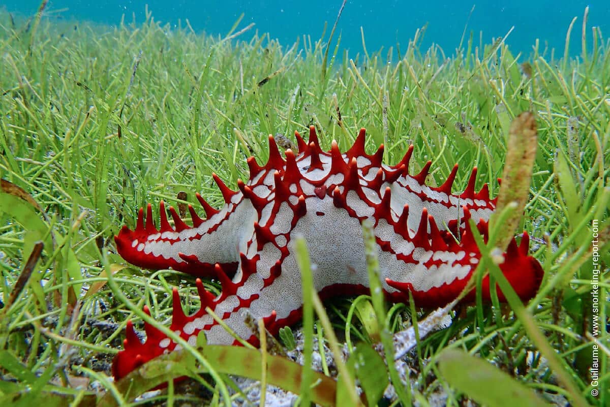 A red-knobbed starfish in Anse Volbert, Praslin