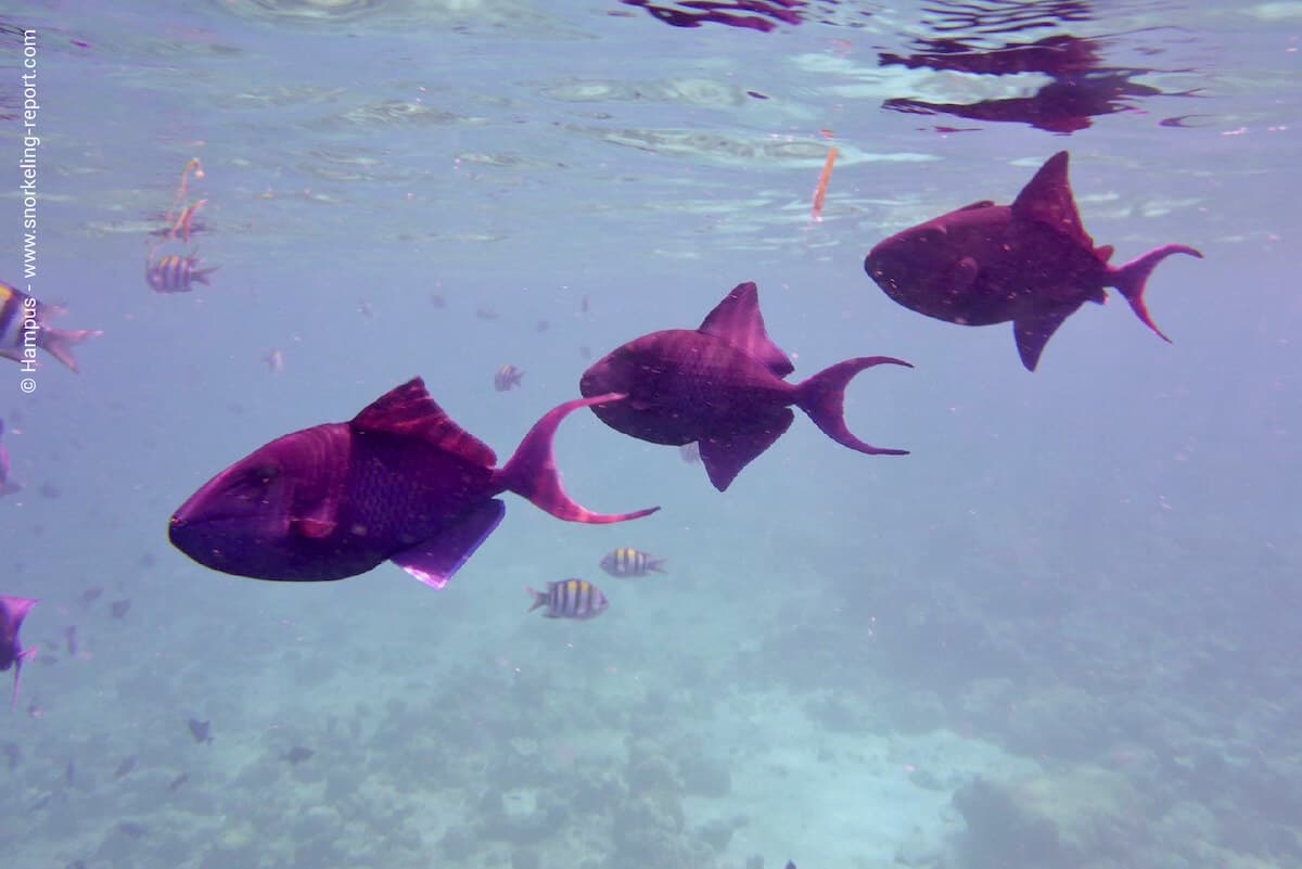 School of redtoothed triggerfish in Kuredu