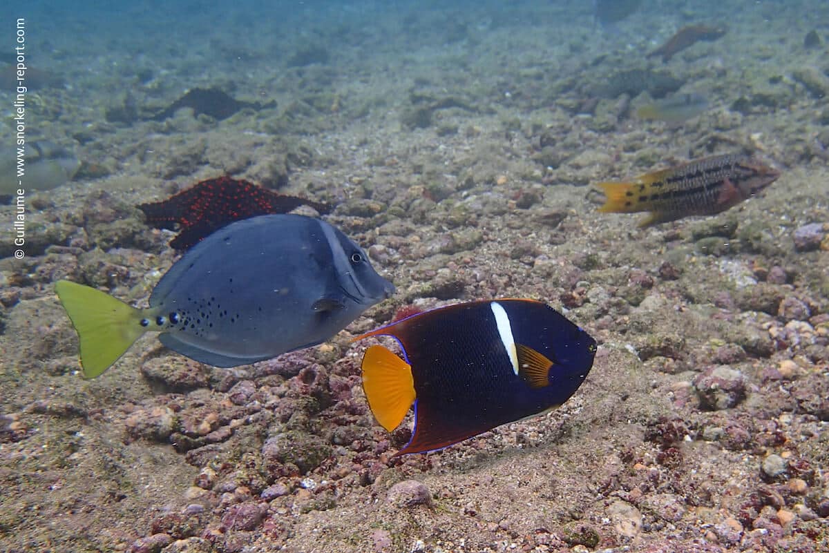 Reef fish in Bartolomé Island
