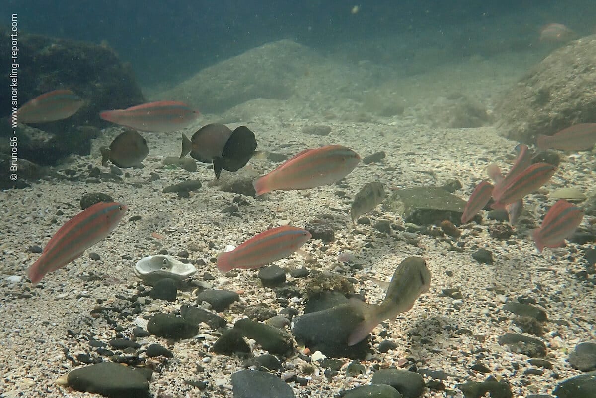 Reef fish in Gorée