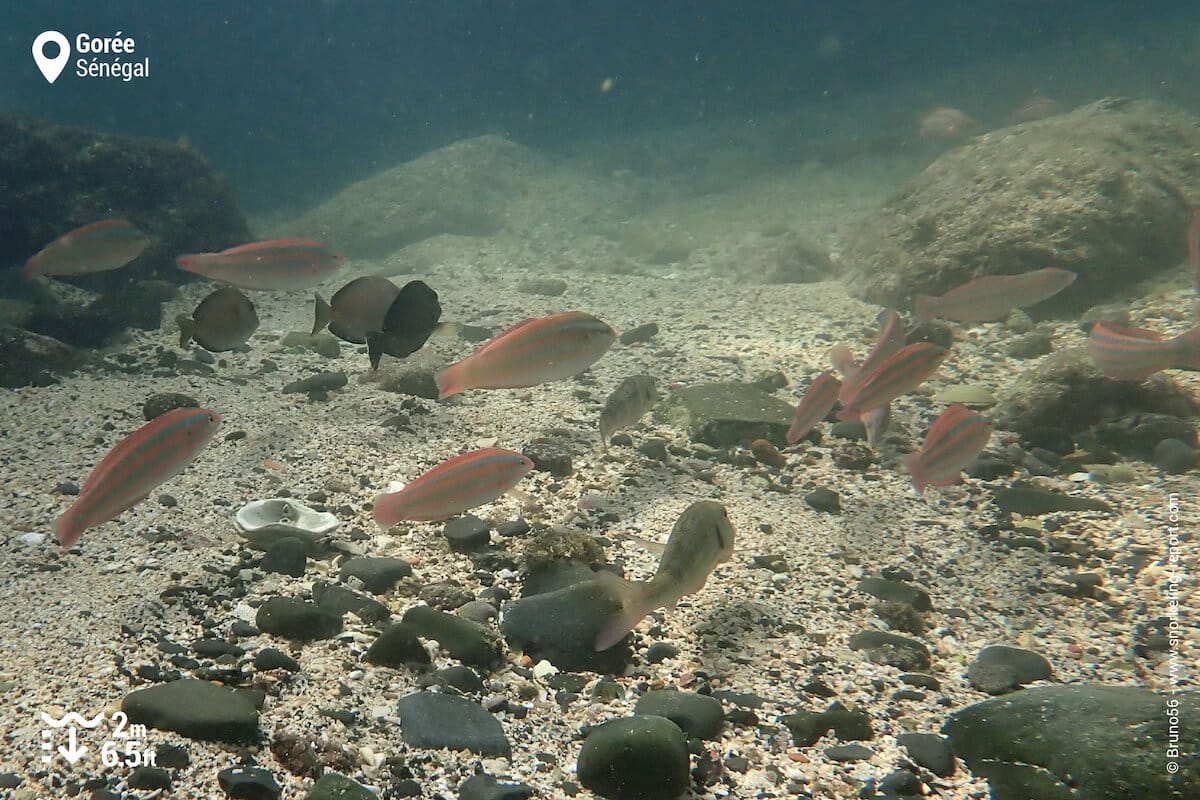 Reef fish in Goree, Senegal