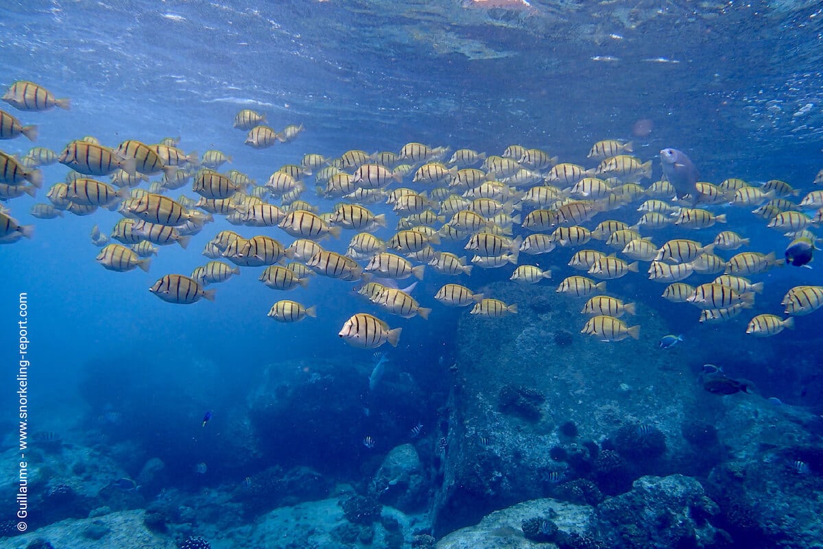School of convict tang in Coco Island