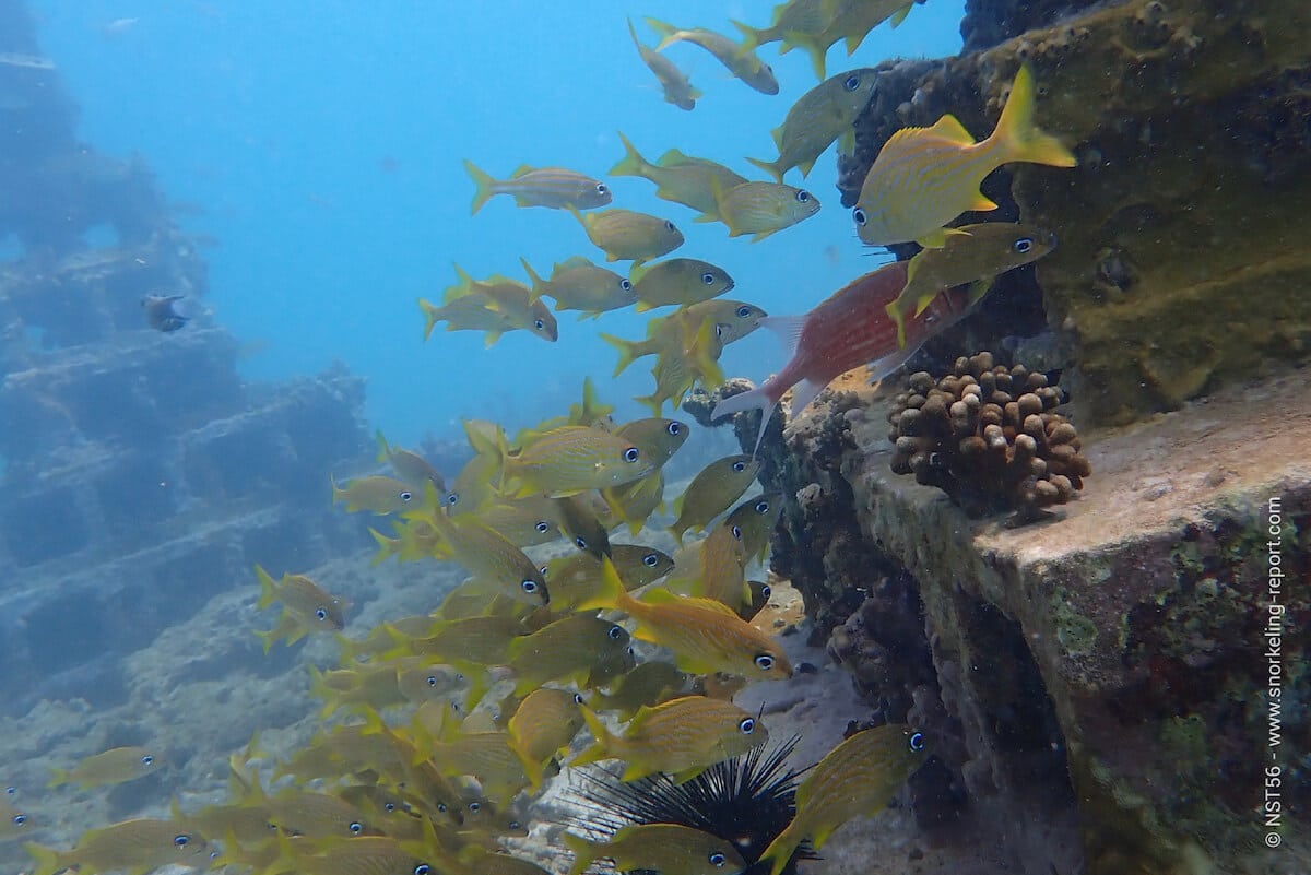 School of French grunt at Grand Anse artificial reef