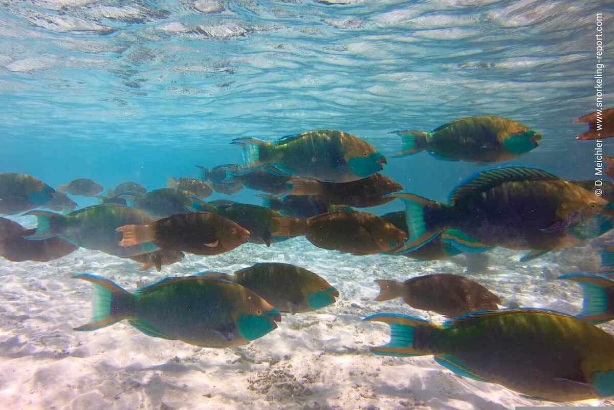 School of Singapore parrotfish in Vilamendhoo