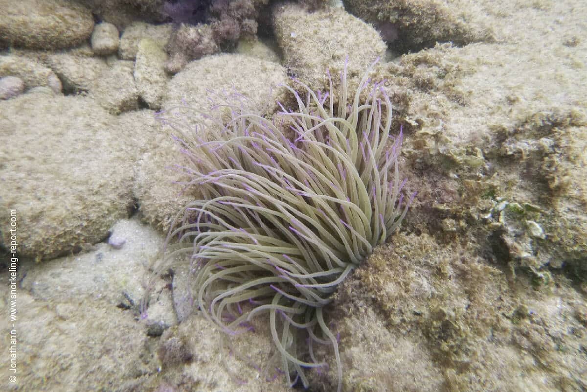 Sea anemone in Tunisia