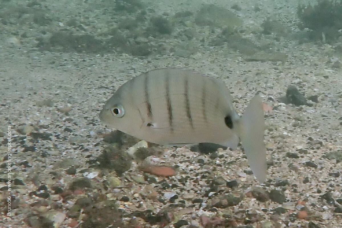 Atlantic white seabream in Gorée