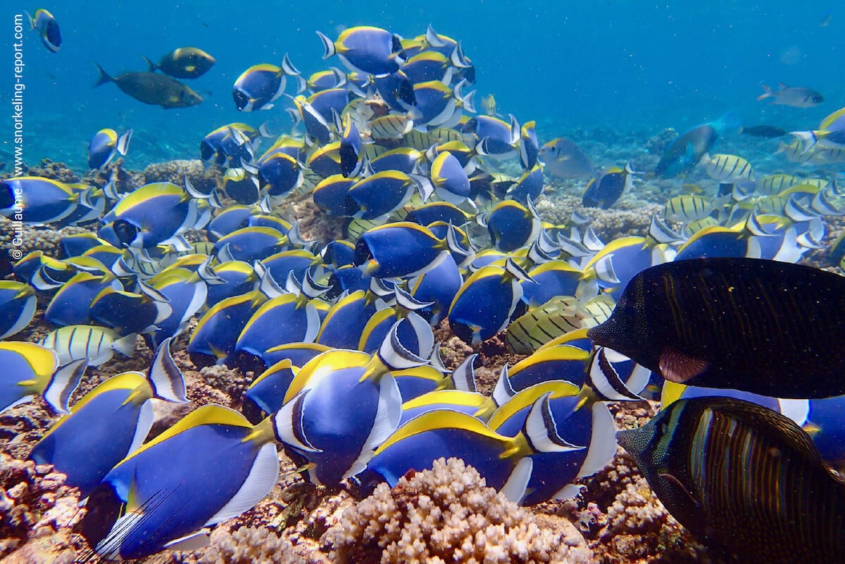 A shoal of powder blue tang in Coco Island