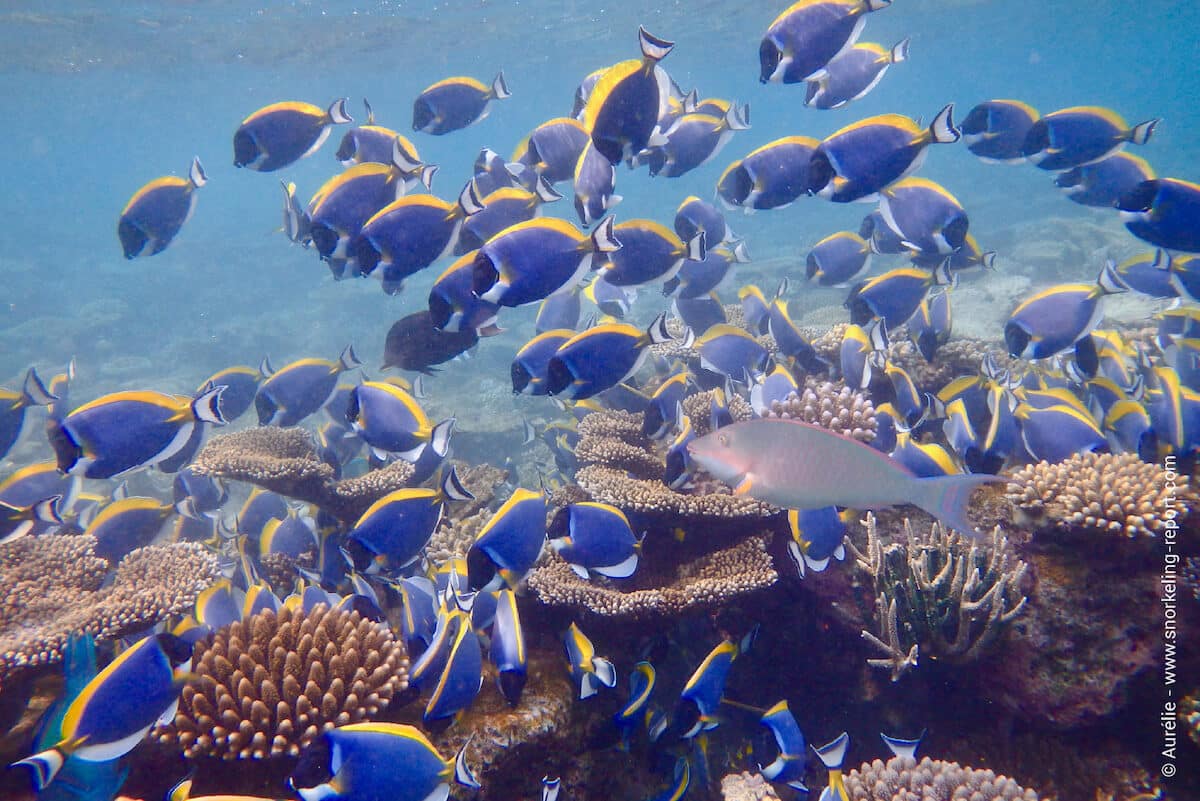 A school of powder blue tangs in Velidhu