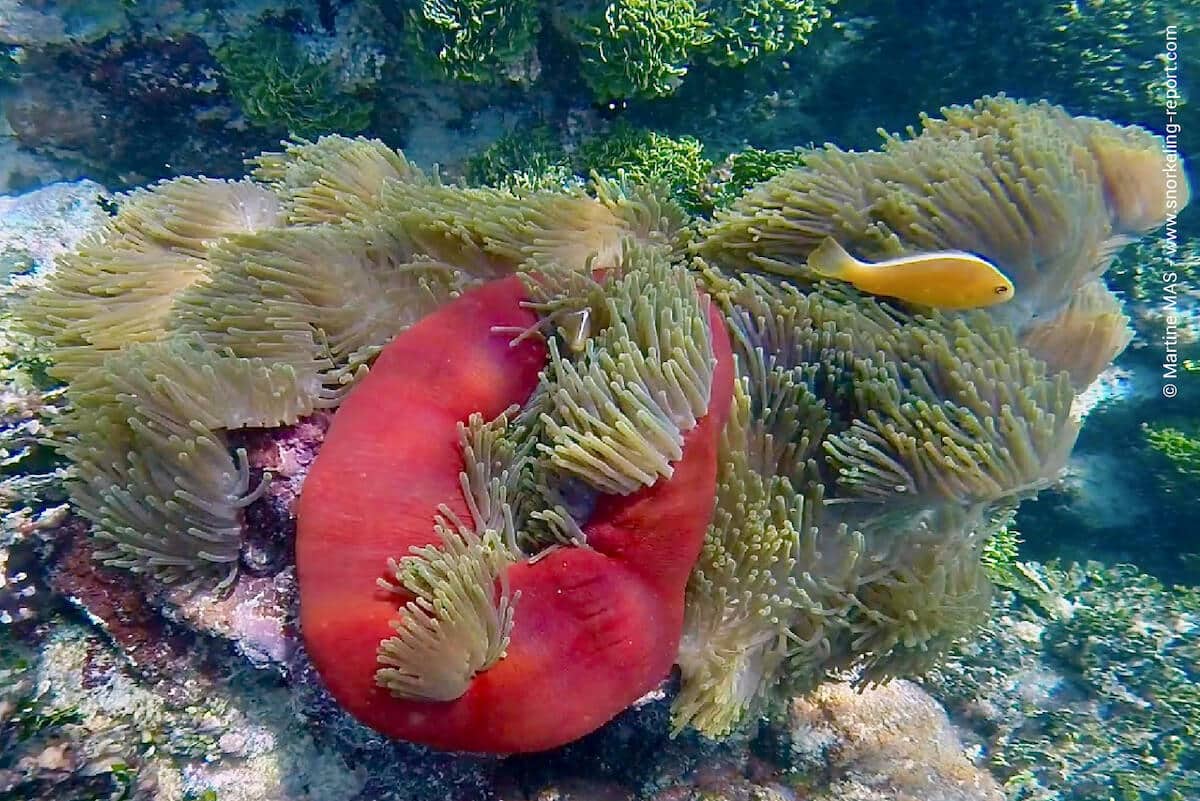 Skunk clownfish in Denis Island