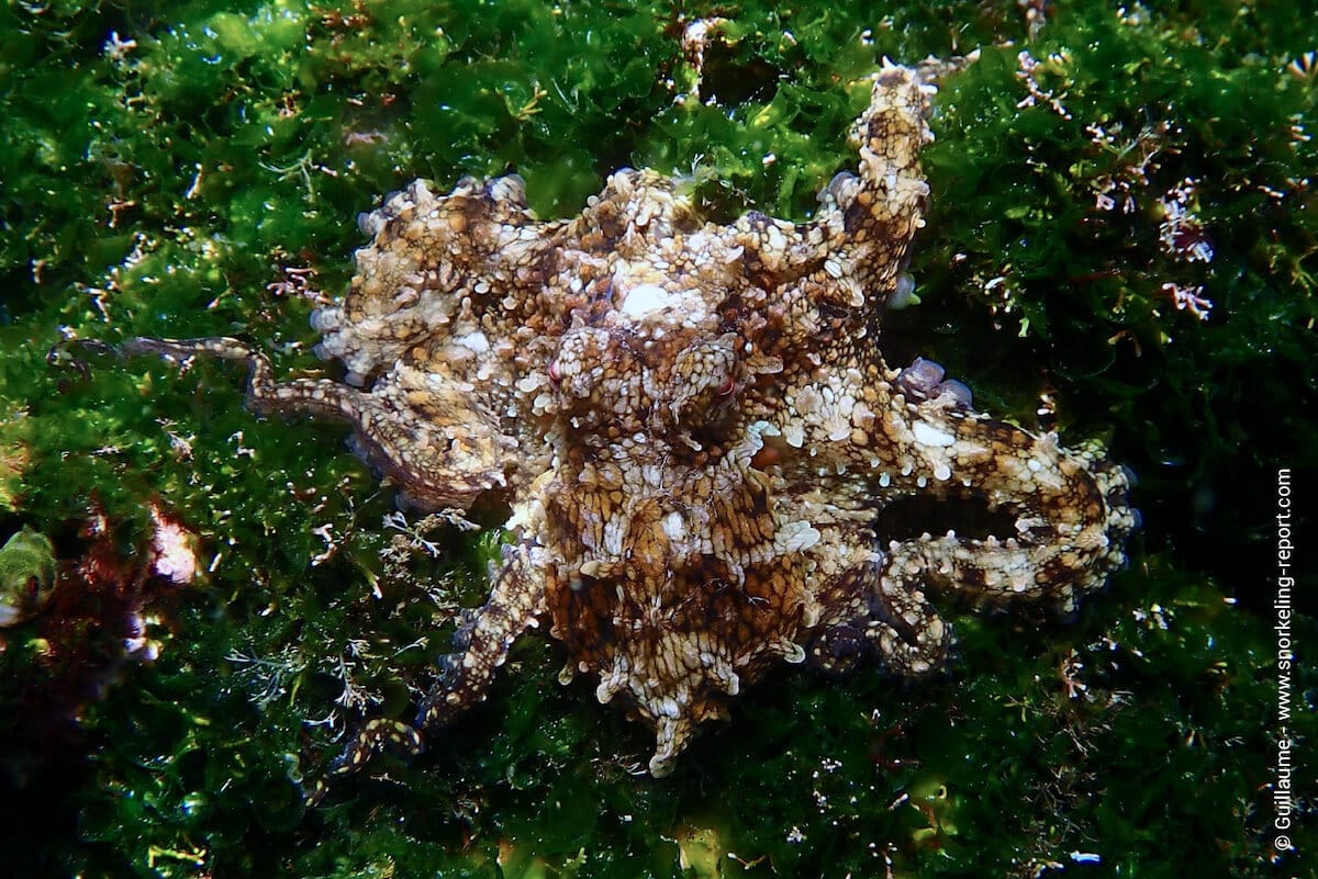 A small octopus in Tagus Cove