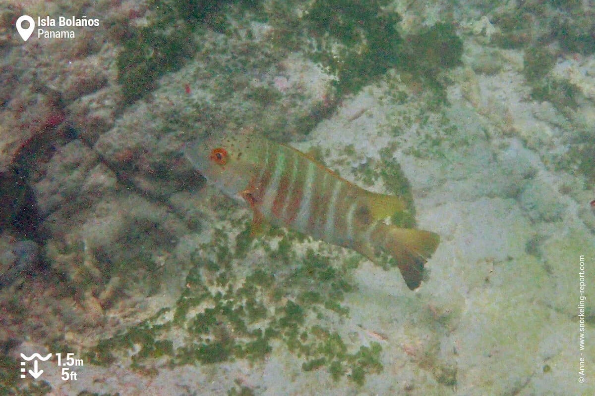 Mexican barred snapper in Isla Bolanos