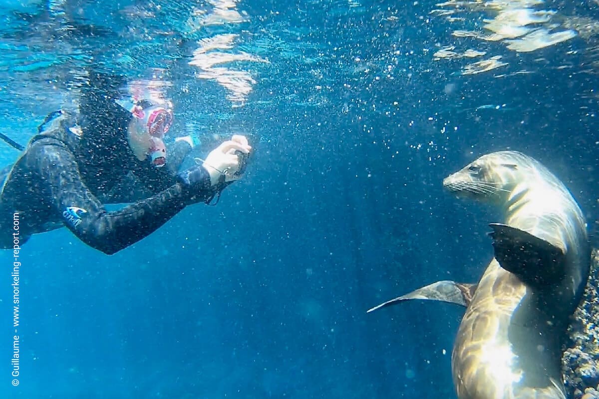 Snorkeler and Galapagos sea lion in Gardner Island