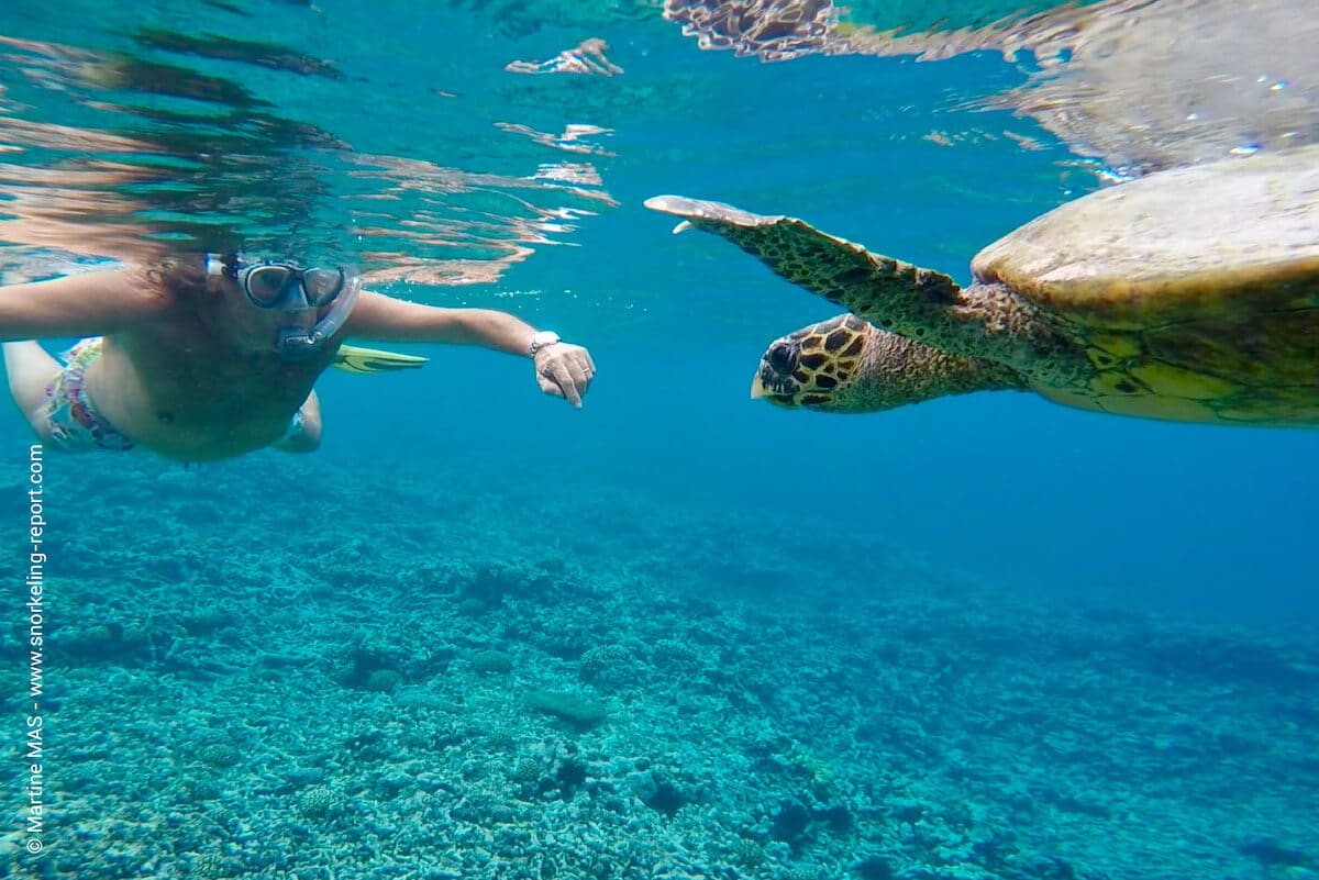 A snorkeler observes a hawksbill sea turtle in Grande Soeur, Seychelles