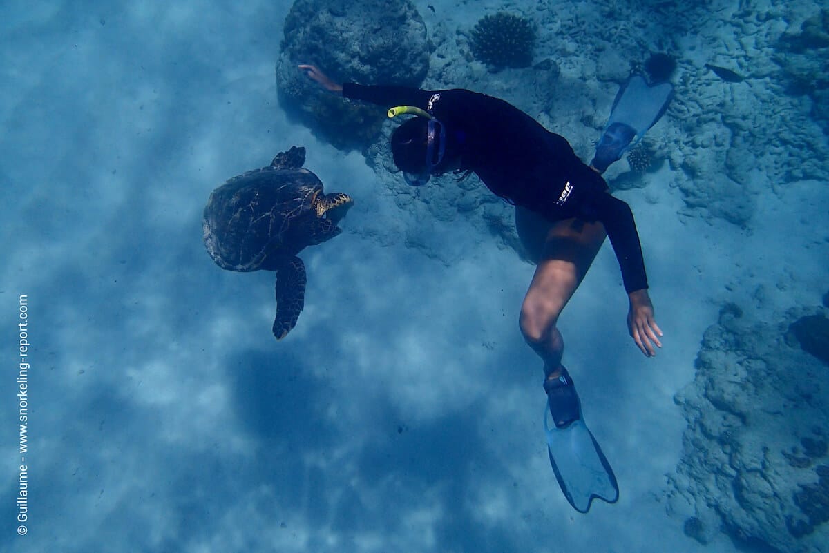 A snorkeler observes a hawksbill sea turtle in Anse Patate