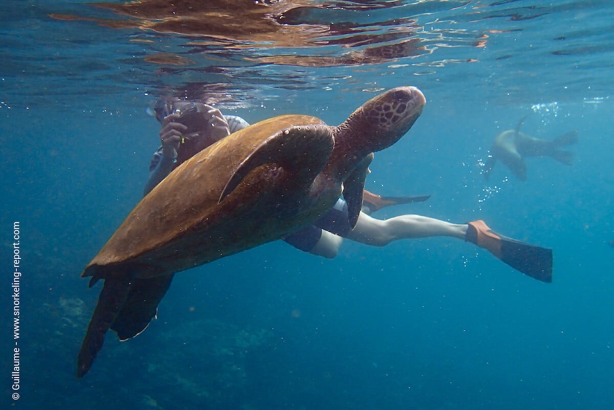 Snorkeler with a sea turtle and a sea lion in Rabida Island