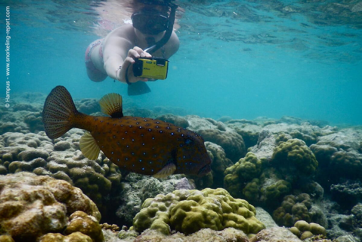 A snorkeling taking picture of a yellow boxfish in Dhonveli