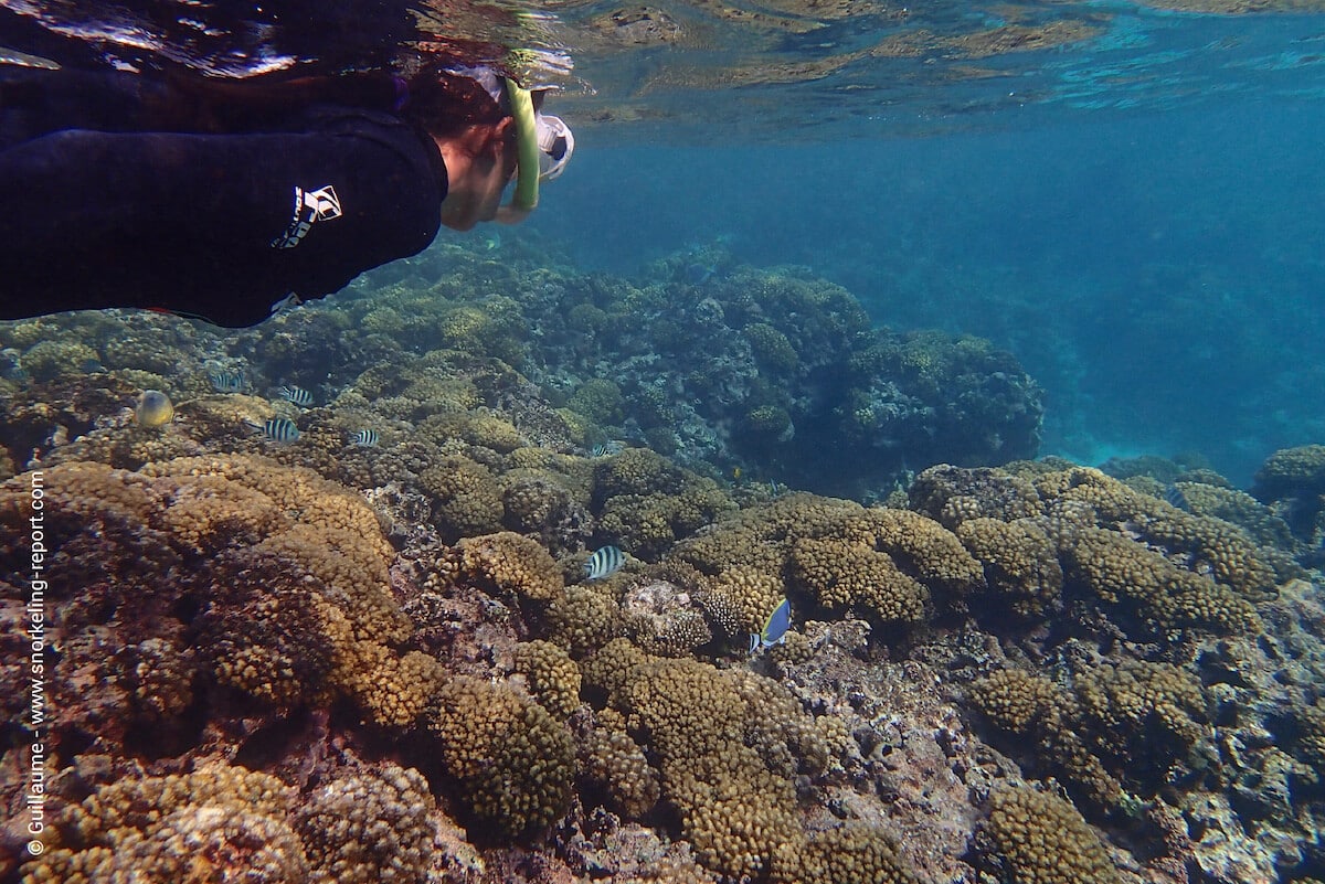 Snorkeler over a coral reef at Anse Severe, La Digue island