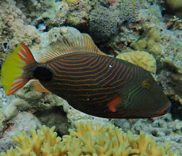 Pulau Mataking Kecil