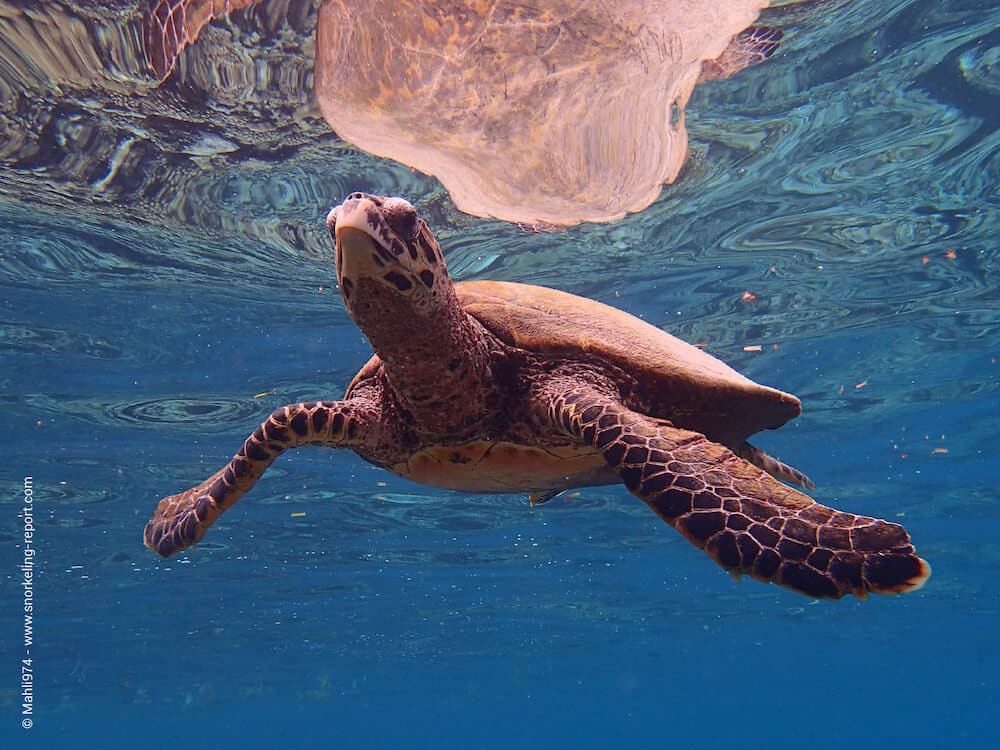 Snorkeling Seychelles A Guide to the Best Spots Snorkeling Report