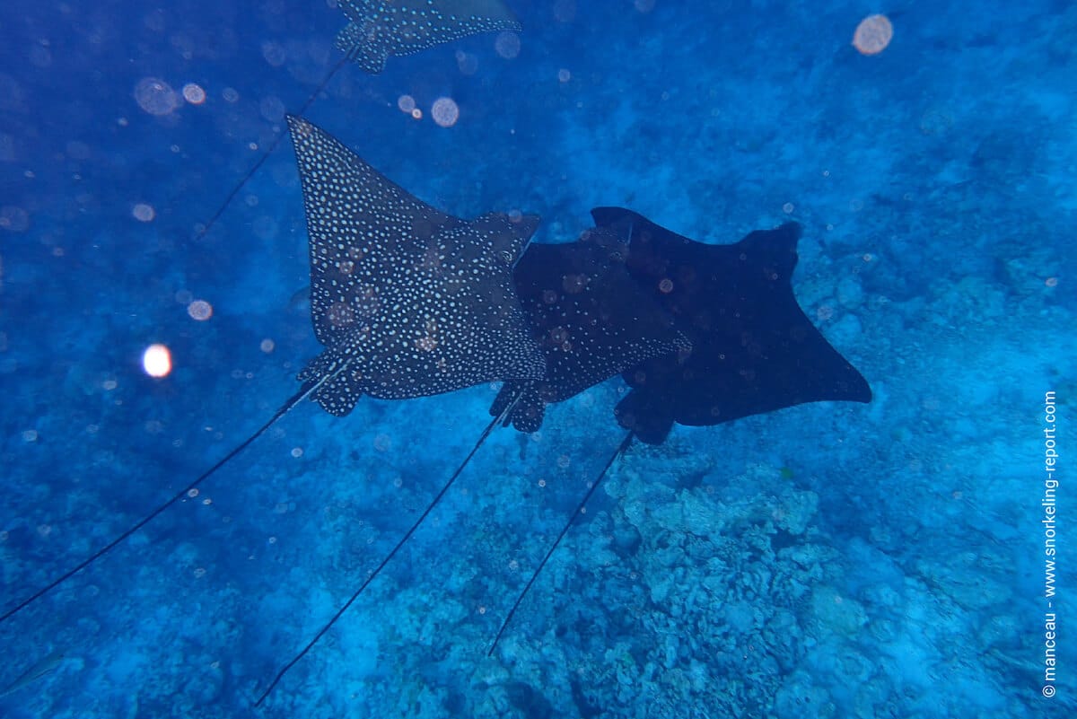Spotted eagle rays in Embudu