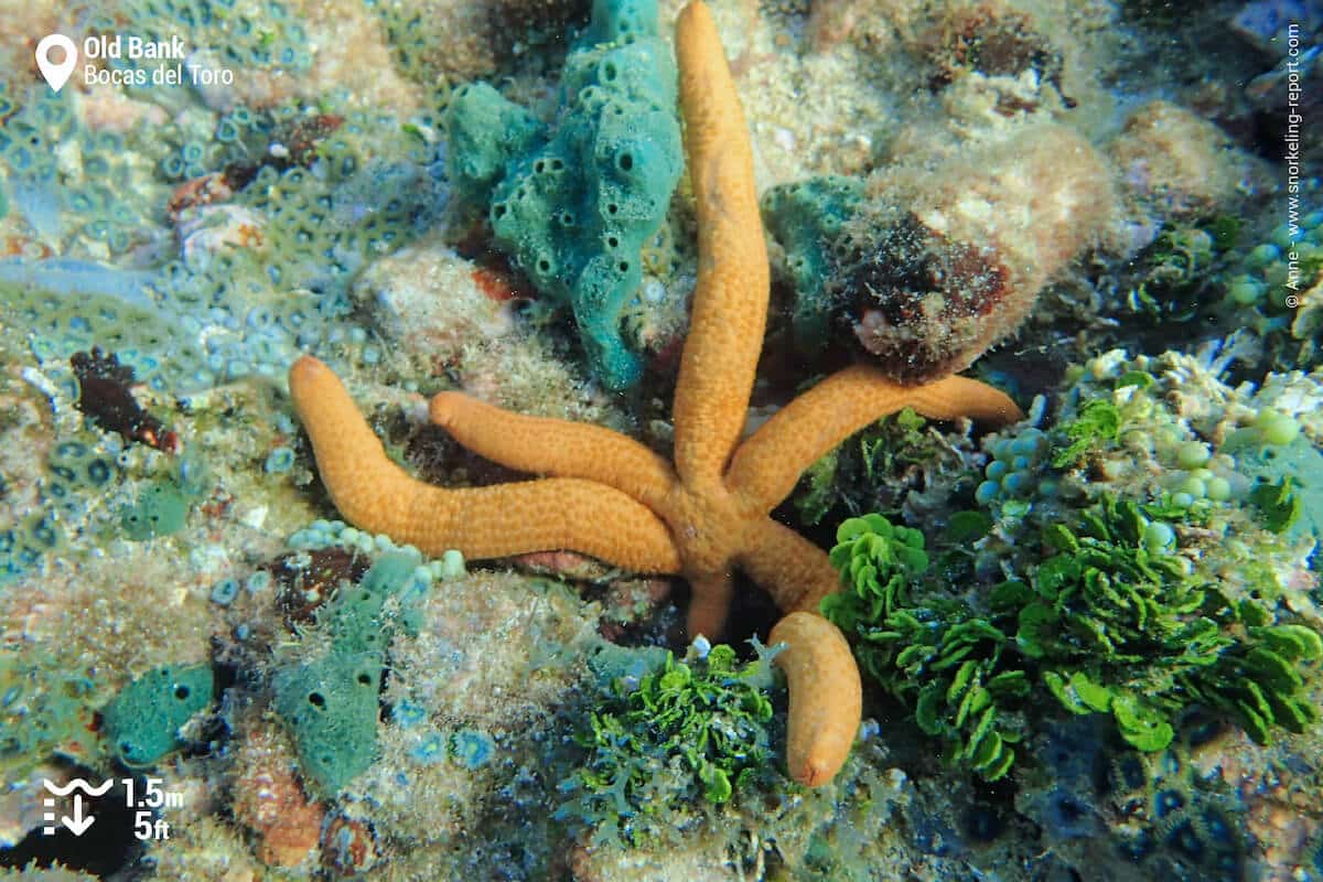 Sea star at Old Bank