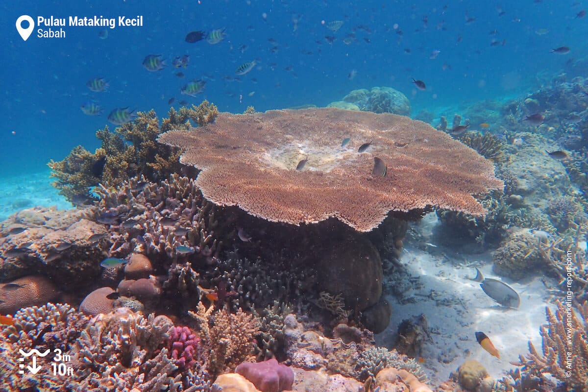 Table coral at Mataking Kecil