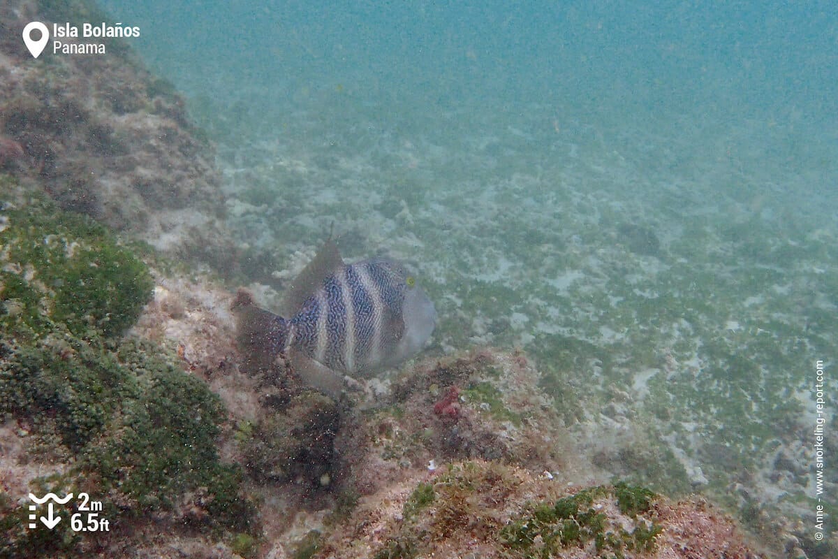 Triggerfish in Isla Bolanos