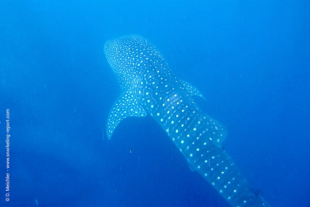 A whale shark in Whale Shark Point