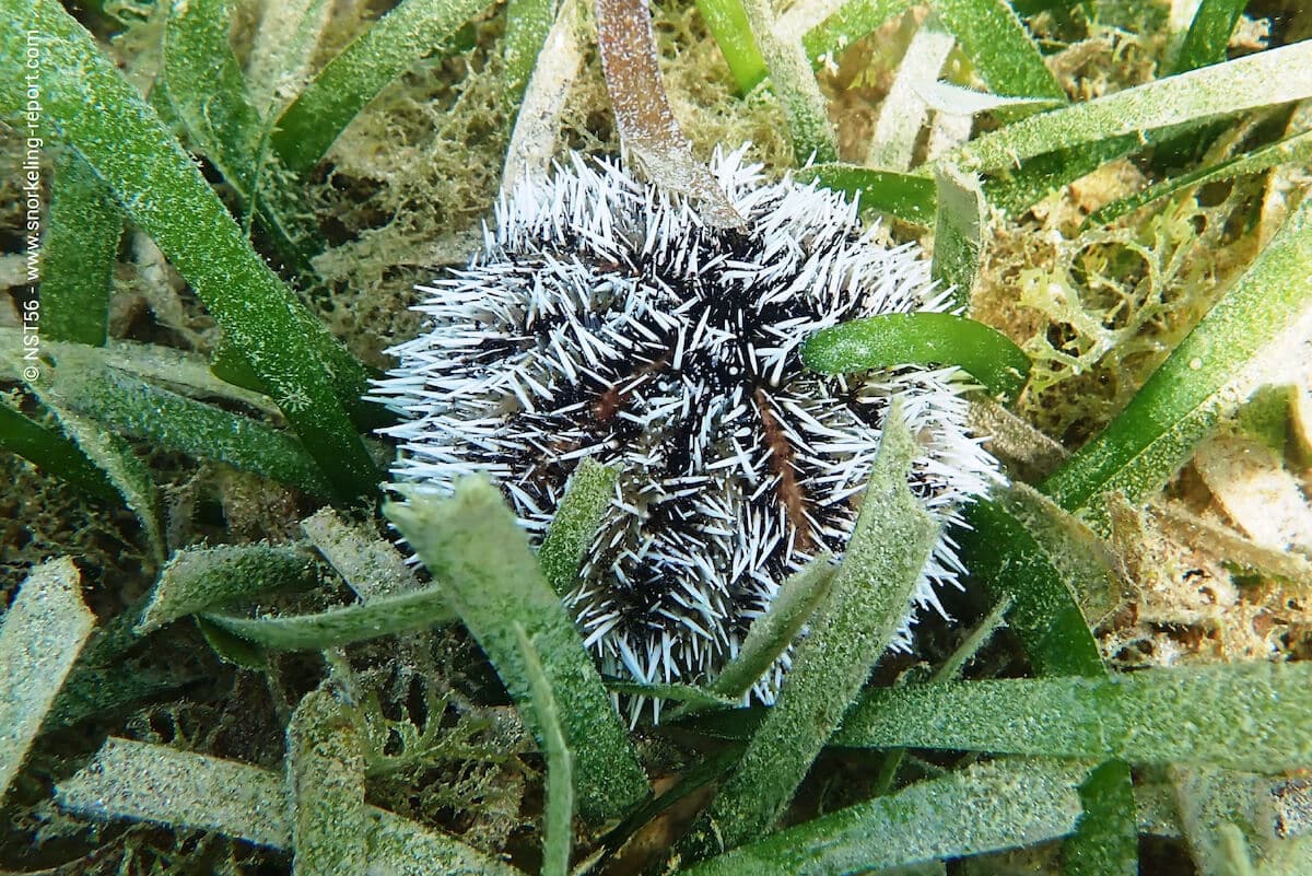 White sea urchin in Grenada