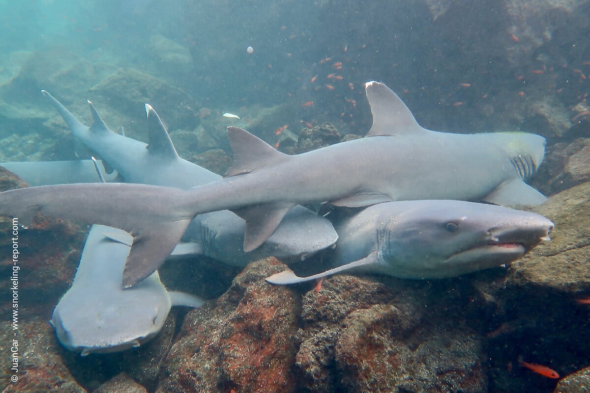 White tip reef sharks in Pinzon
