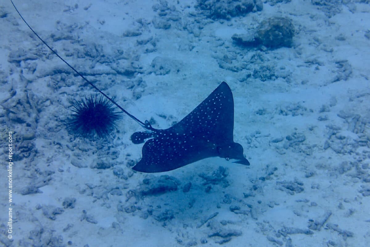 A spotted eagle ray in Felicite, Seychelles