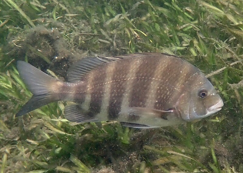 Archosargus probatocephalus