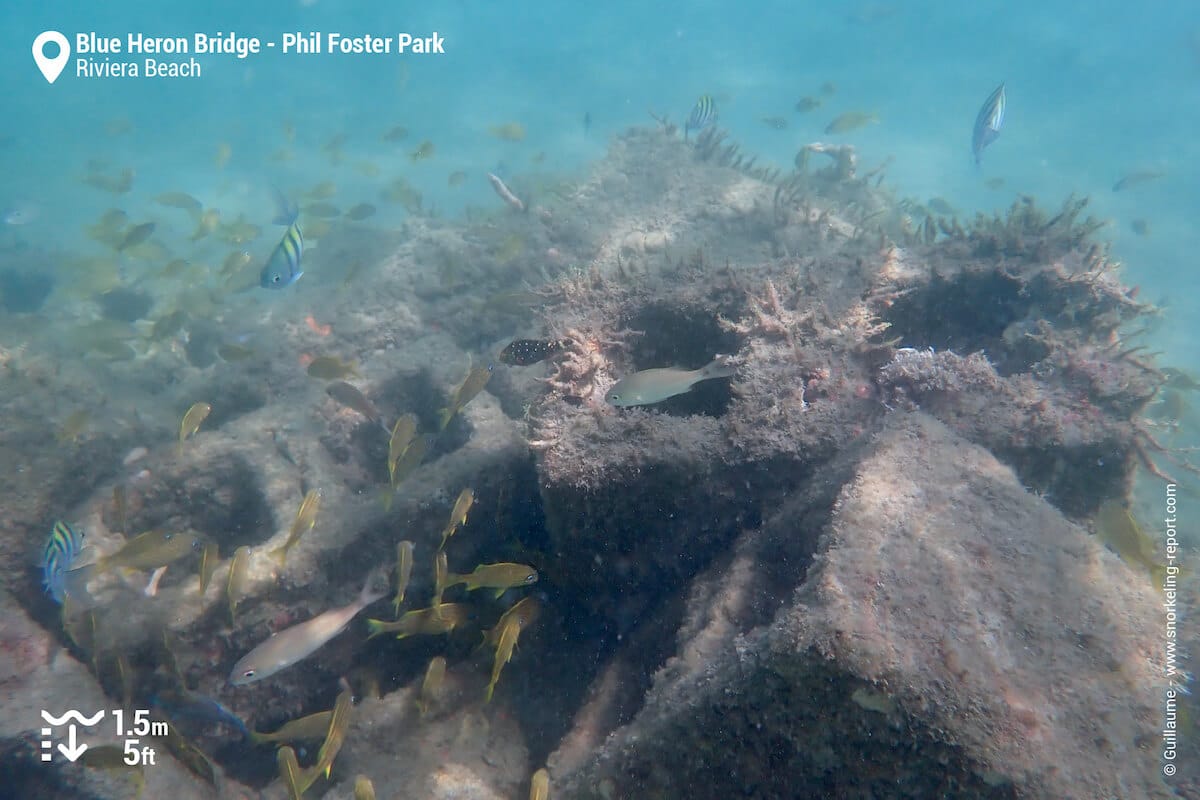 Reef fish around concrete blocks at Blue Heron Bridge