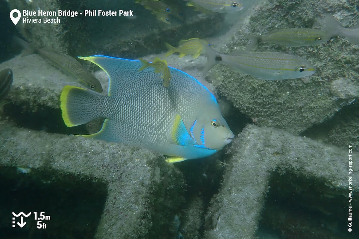 Blue angelfish at Blue Heron Bridge