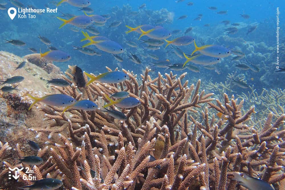 Branching coral and damselfish in Koh Tao