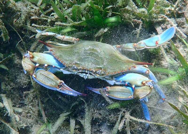 Callinectes sapidus