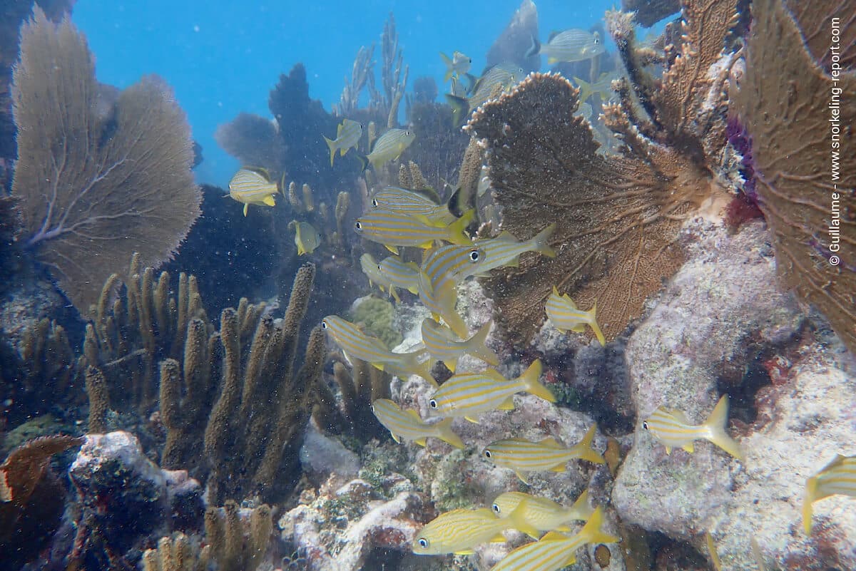 Coral reef and grunts at Grecian Rocks