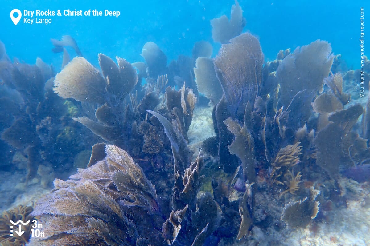 Coral reef at Dry Rocks