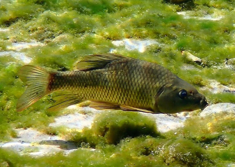 Cyprinus carpio