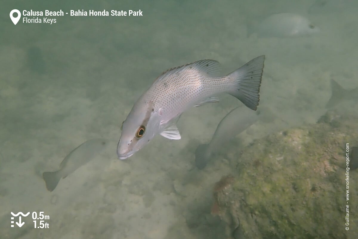 Grey snapper at Calusa Beach, Bahia Honda