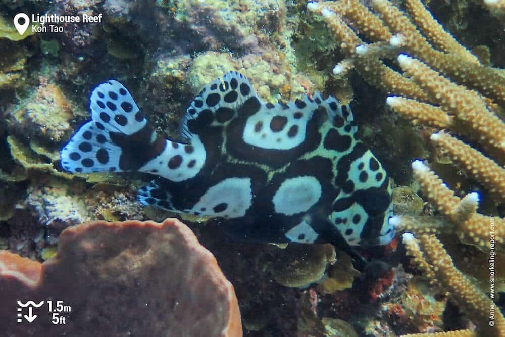 Harlequin sweetlips juvenile