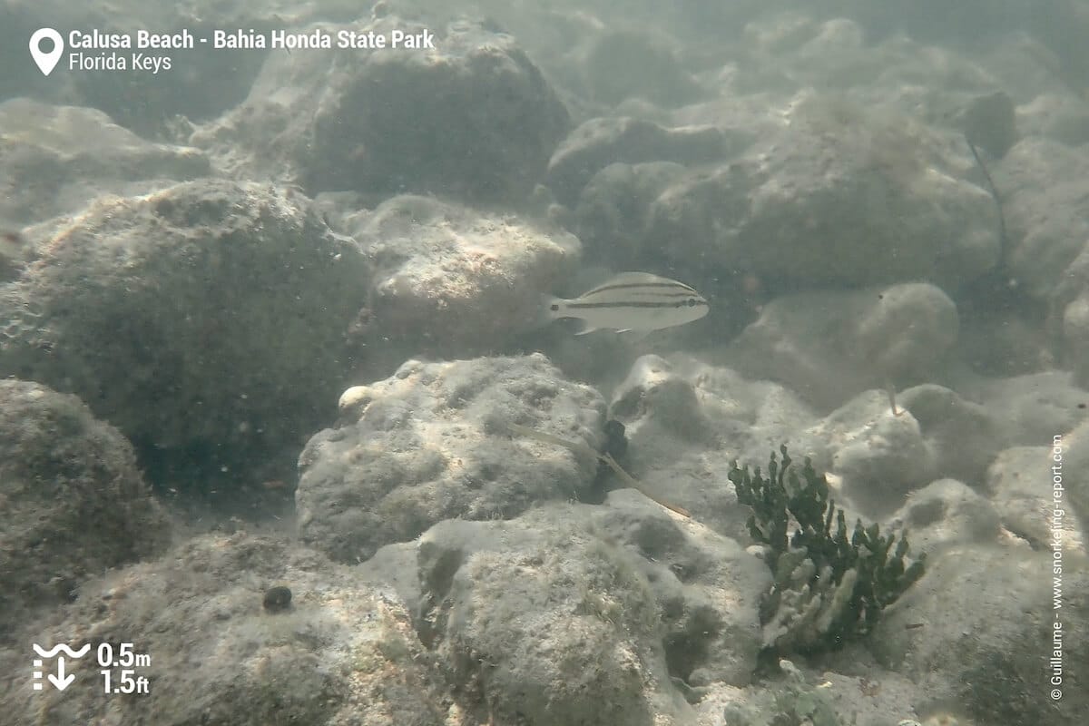 Juveline Sailor's grunt at Bahia Honda