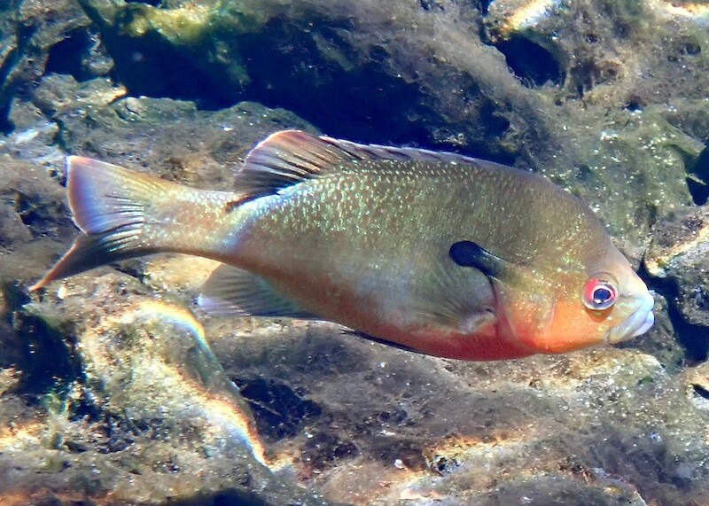 Lepomis auritus