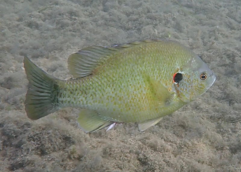 Lepomis punctatus