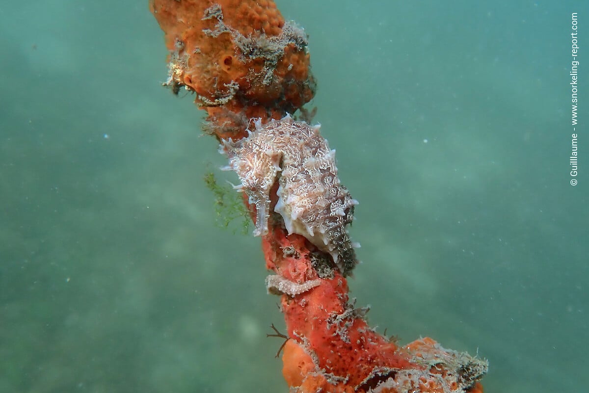 A lined seahorse attached on a rope at Blue heron Bridge.
