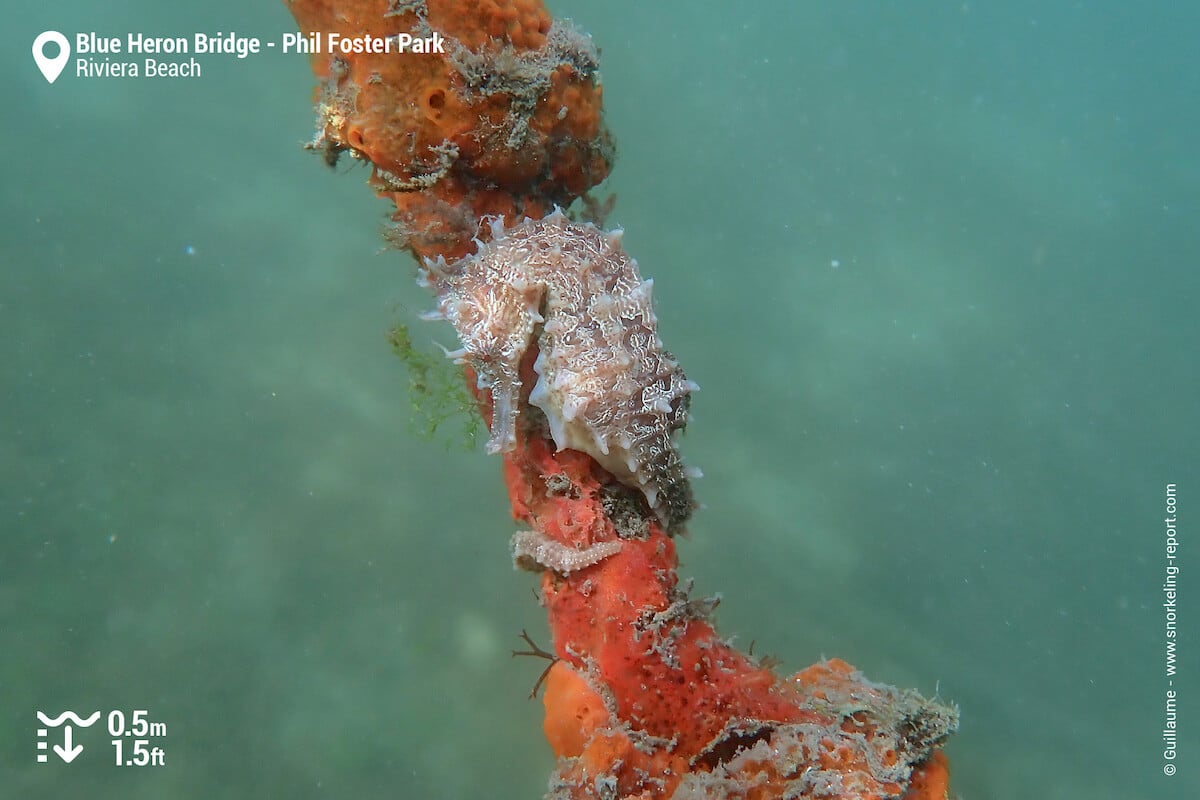 Lined seahorse on a rope at Blue Heron Bridge