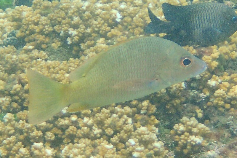 Lutjanus argentiventris